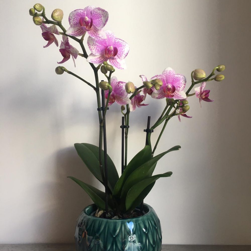 Orchidée Moyenne Deux Branches, par La Rose d'Ispahan, fleuriste à Paris