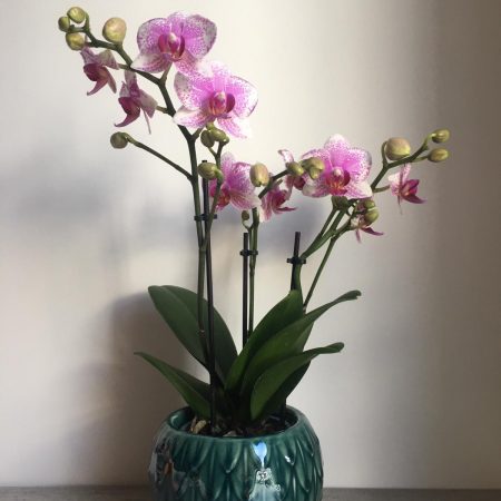 votre artisan fleuriste vous propose le bouquet : Orchidée Moyenne Deux Branches