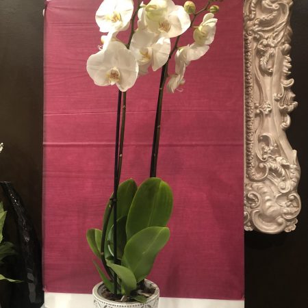 Orchidée Phalaenopsis Grand Modèle, par La Rose d'Ispahan, fleuriste à Paris