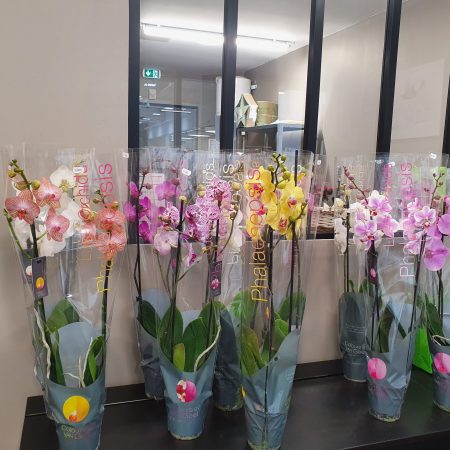 votre artisan fleuriste vous propose le bouquet : Orchidée Phalenopsis