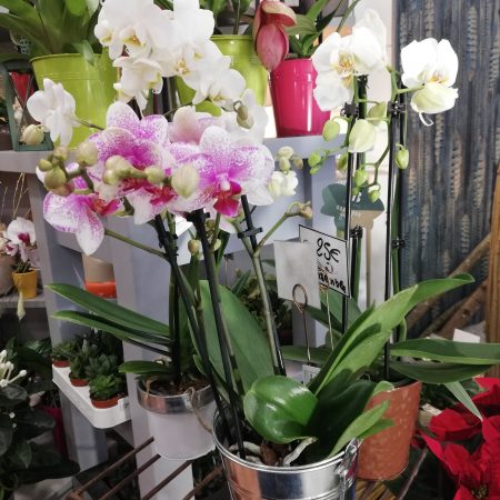 votre artisan fleuriste vous propose le bouquet : Orchidées (Phalaenopsis)