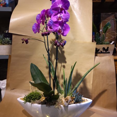 votre artisan fleuriste vous propose le bouquet : Coupe Avec Phalenopsis 2 Branches Et Succulente