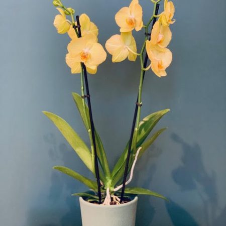 votre artisan fleuriste vous propose le bouquet : Orchidée Stansar