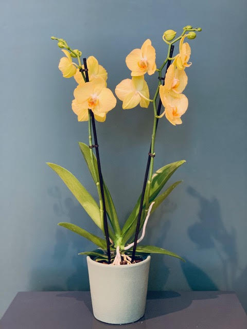 Orchidée Stansar