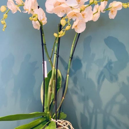 votre artisan fleuriste vous propose le bouquet : Orchidée Phalaenopsis