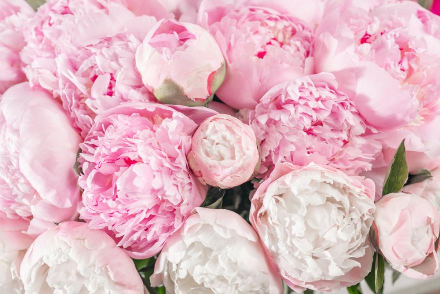 Nos belles pivoines, par Rêve d'orchidée, fleuriste à Quimper