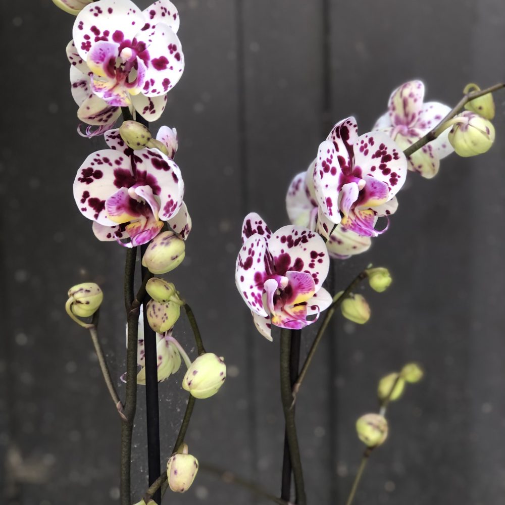 Orchidée Phalaenopsis, par La chaine de cœur, fleuriste à Barr