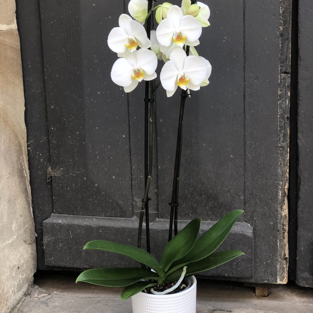 Orchidée Phalaenopsis, par La chaine de cœur, fleuriste à Barr