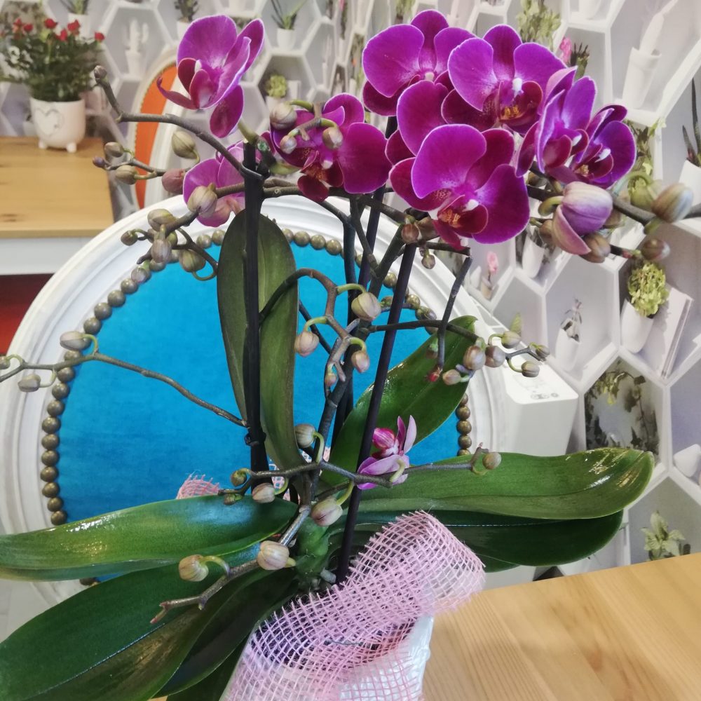 Orchidée, par Le trèfle à quatre fleurs, fleuriste à Gondecourt