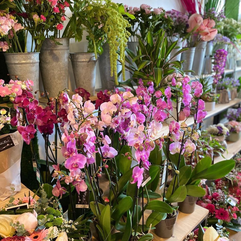 Orchidée, par Au temps des fleurs Montauban, fleuriste à Montauban