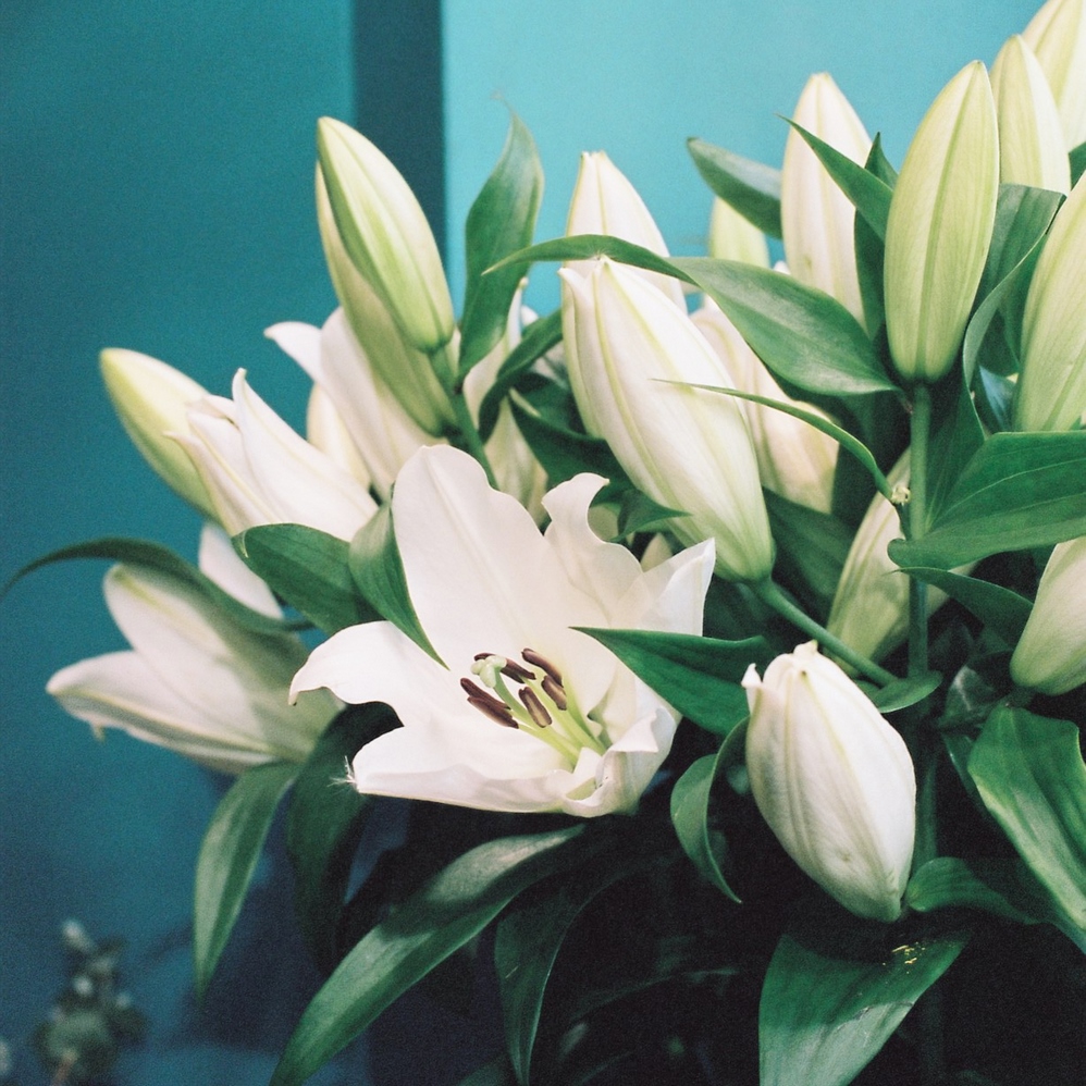 Bouquet de Lys Oriental blanc