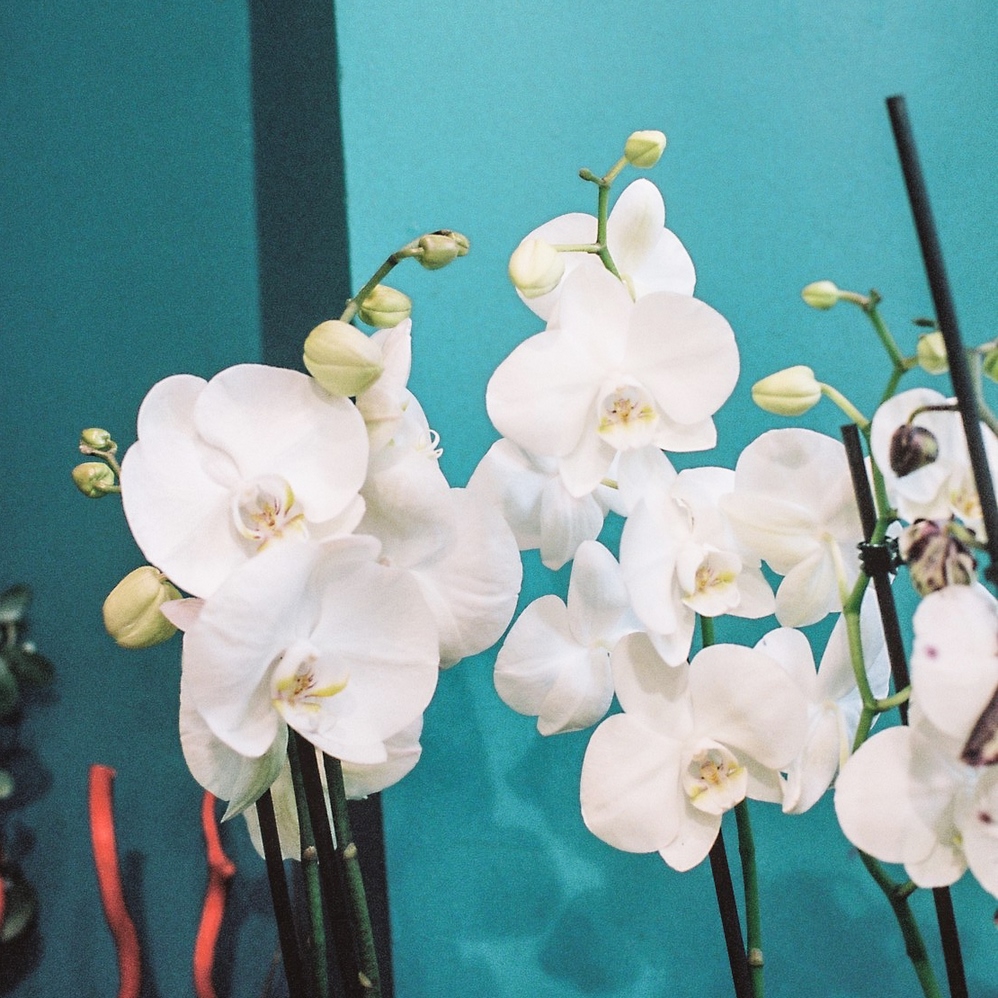 Orchidée, par Coeur d'eden, fleuriste à Montauban