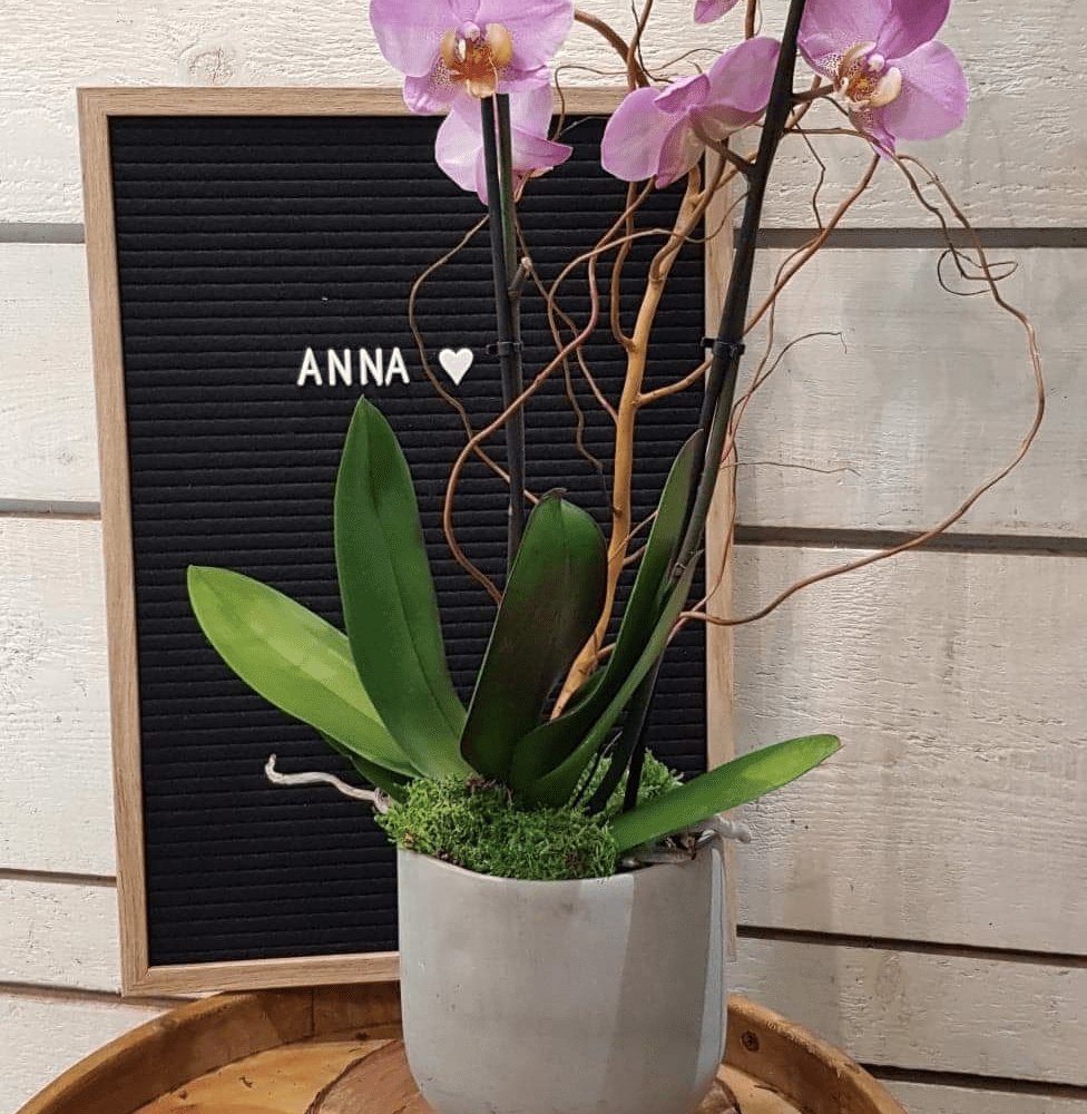 Orchidée Anna
