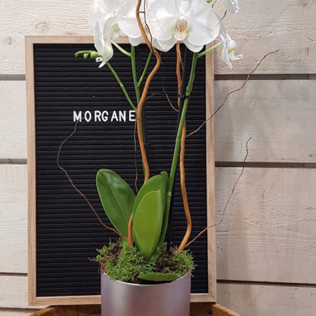 votre artisan fleuriste vous propose le bouquet : Orchidée Morgane