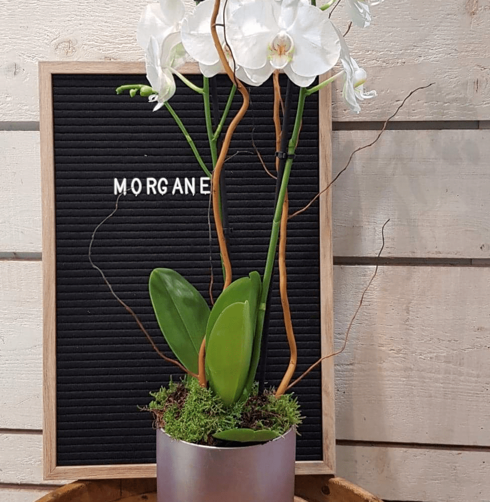 Orchidée Morgane, par Art Végétal, fleuriste à Corbas