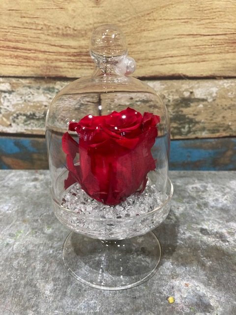 rose rouge stabilisée en cloche, par Tropix Schiltigheim, fleuriste à Schiltigheim