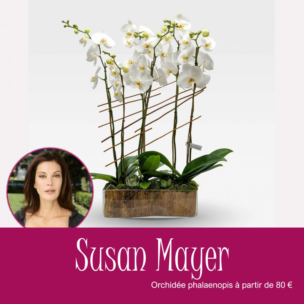 SUSAN MAYER - ORCHIDEE PHALAENOPSIS