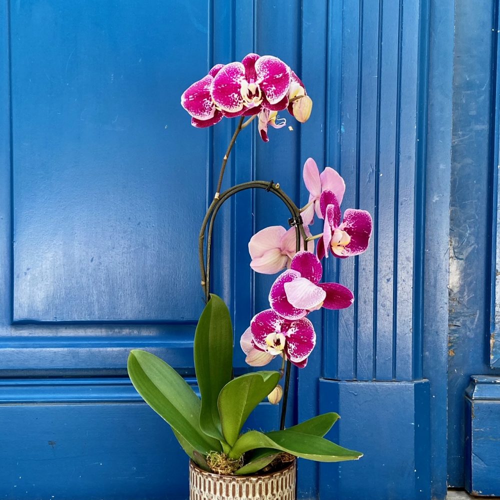 Orchidée en pot, par Amour de fleurs Bordeaux, fleuriste à Bordeaux