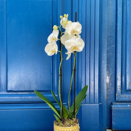 Orchidée en pot, par Amour de fleurs Bordeaux, fleuriste à Bordeaux