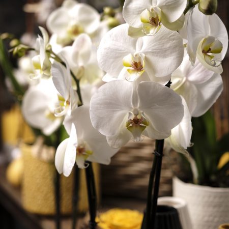 votre artisan fleuriste vous propose le bouquet : Phalaenopsis avec son cache pot