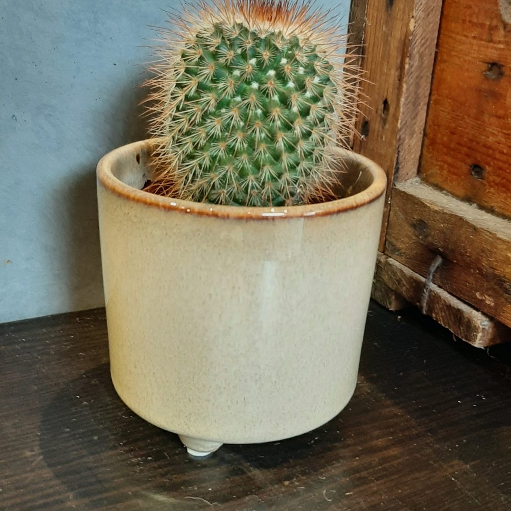 Cactus et son cache-pot, par Lilas Rose Artisan Fleuriste, fleuriste à Verzy