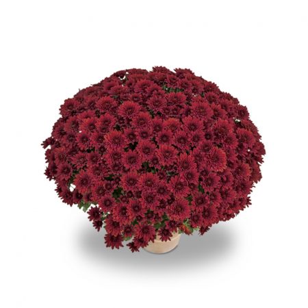 votre artisan fleuriste vous propose le bouquet : Chrysanthèmes