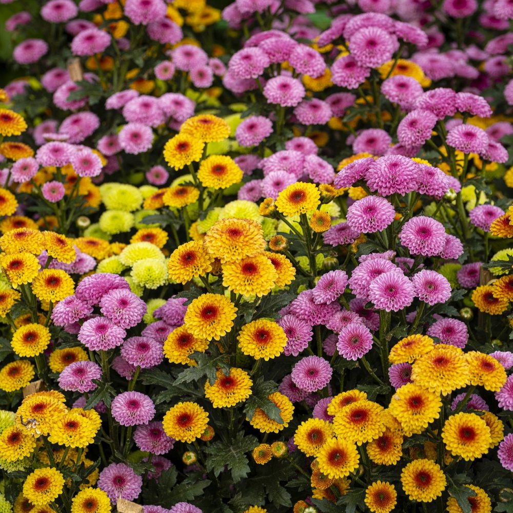 Chrysanthèmes, par Cosy garden, fleuriste à Évreux
