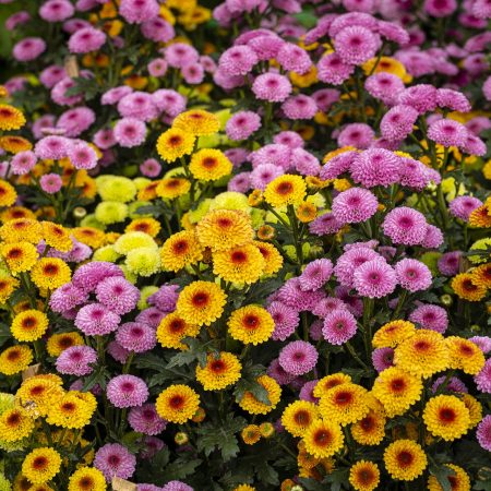 votre artisan fleuriste vous propose le bouquet : Chrysanthèmes ( Toussaint )