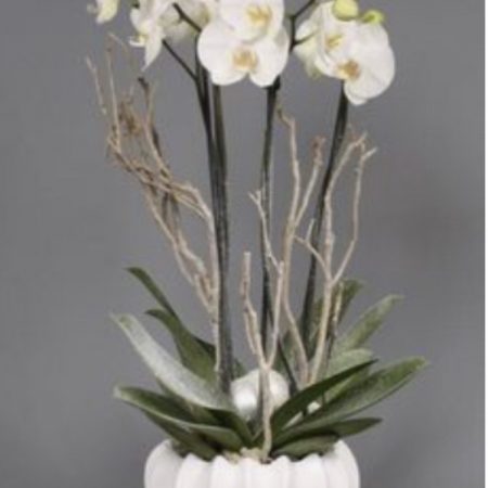 votre artisan fleuriste vous propose le bouquet : Orchidée blanche avec son cache pot