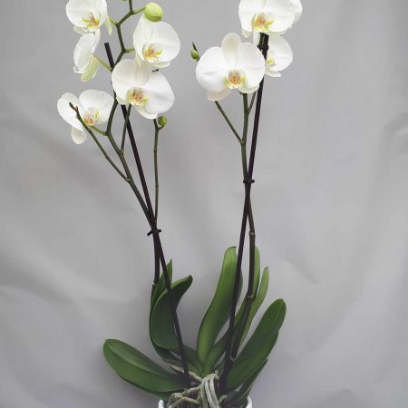 Orchidée et son chache pot, par Fleurs de Nina, fleuriste à Sagone
