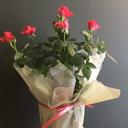 votre artisan fleuriste vous propose le bouquet : Plantes fleuries ou vertes