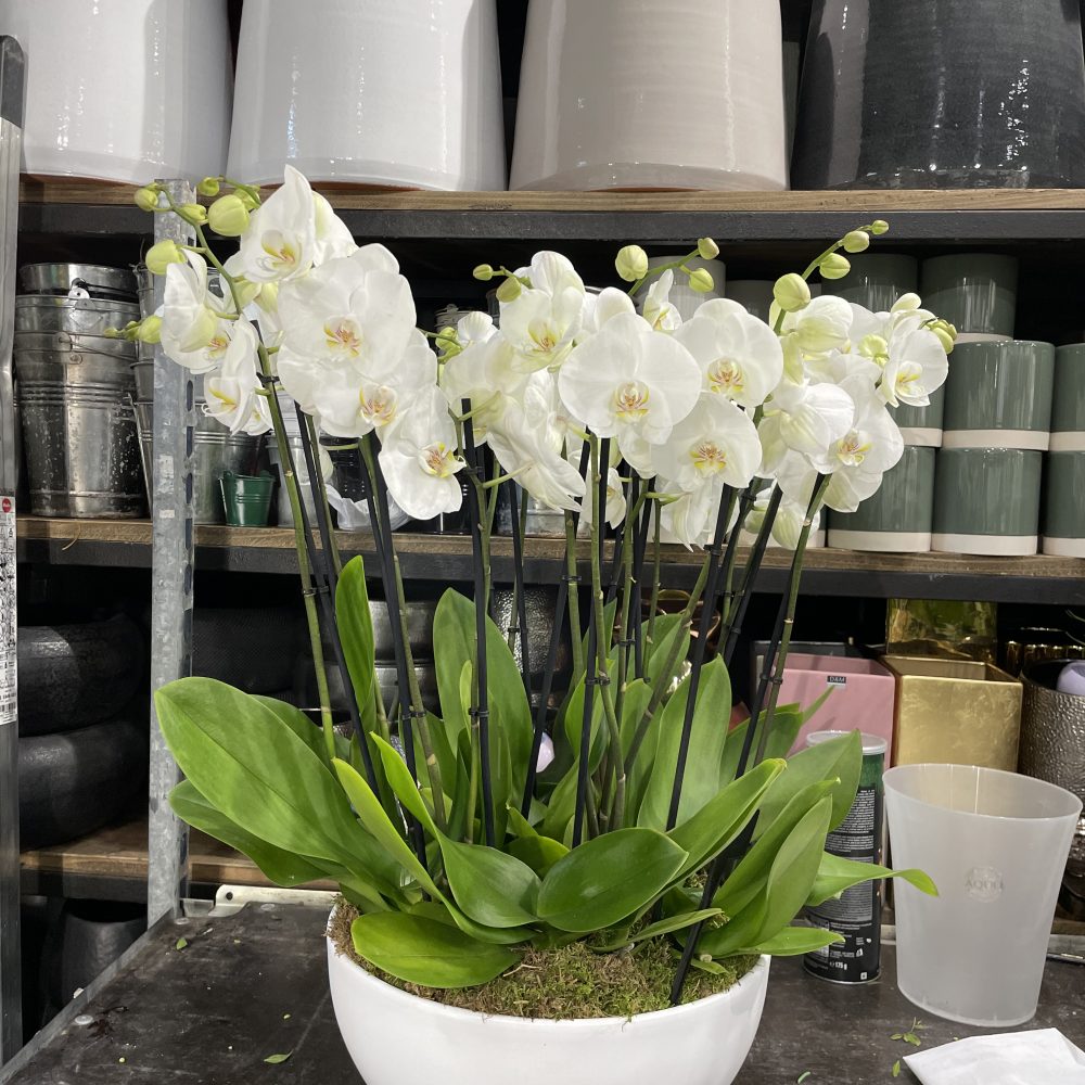 Composition d’orchidées, par Le Studio, fleuriste à Paris