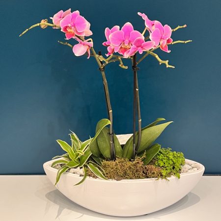 votre artisan fleuriste vous propose le bouquet : Composition Orchidée Phalaénopsis rose