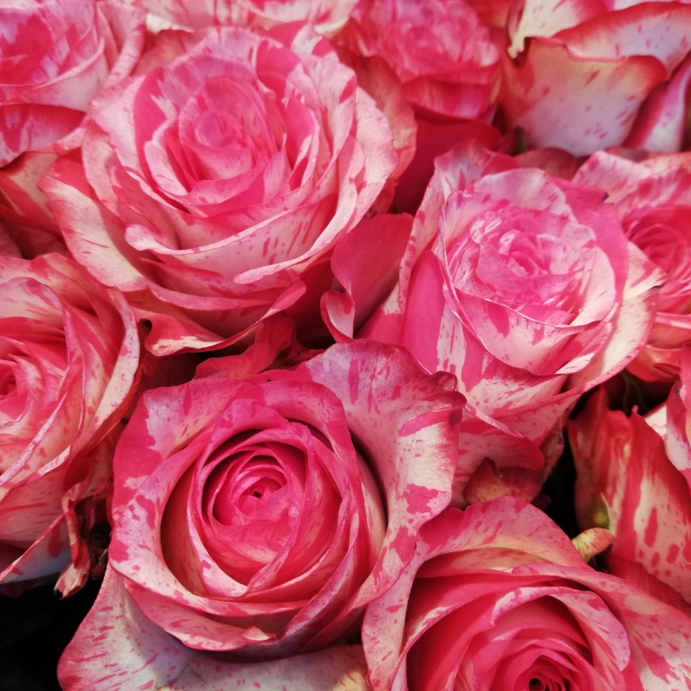 Roses de Atelier Domi, par Atelier Domi, fleuriste à Montgeron