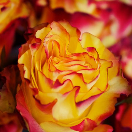 votre artisan fleuriste vous propose le bouquet : Rose Rayon de soleil