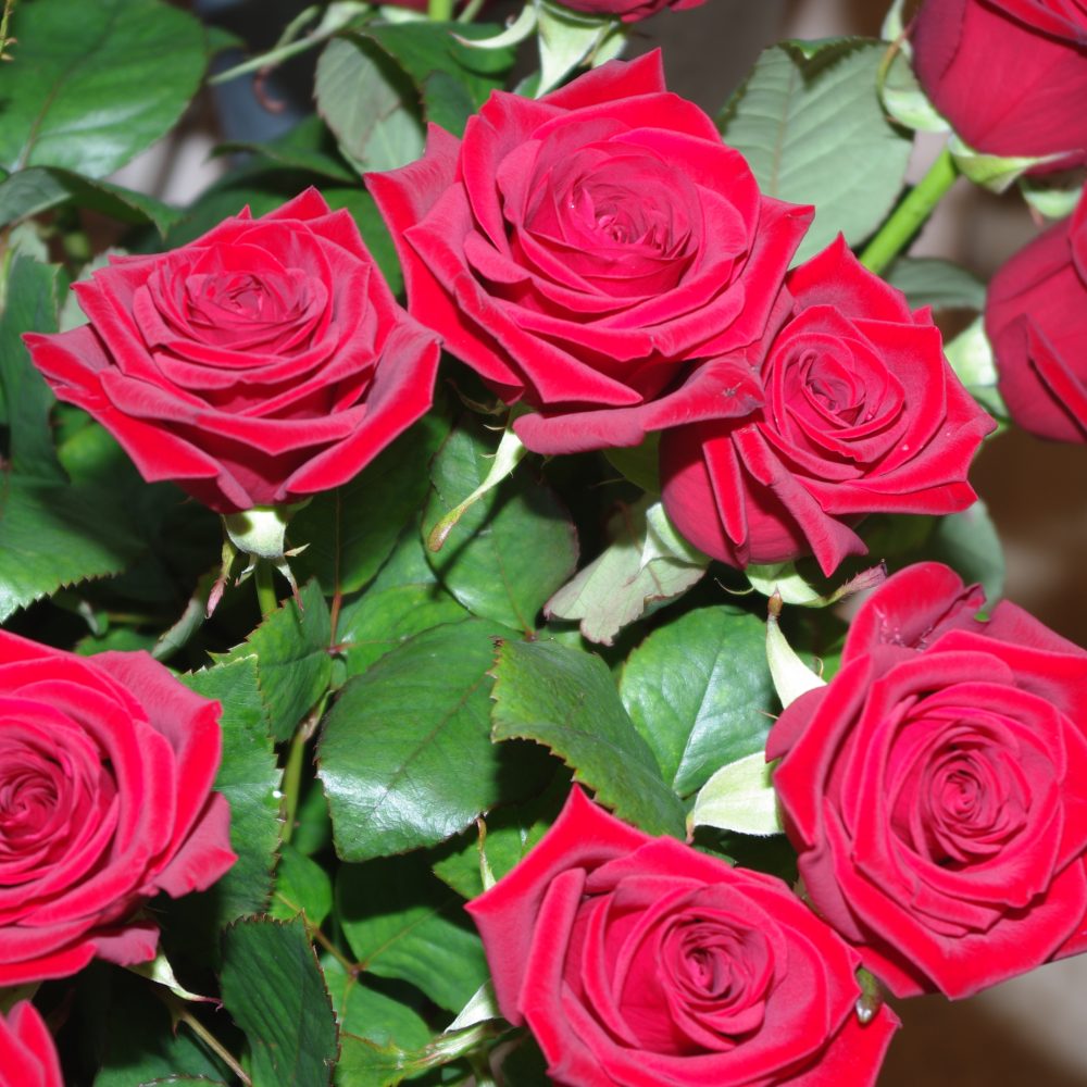 rose rouge, par Tropix Hautepierre, fleuriste à Strasbourg