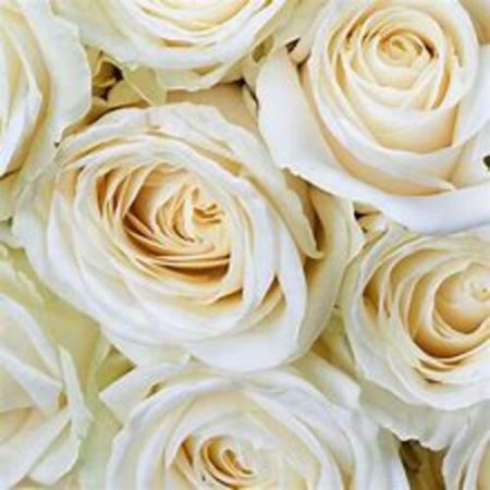 votre artisan fleuriste vous propose le bouquet : Rose Blanche