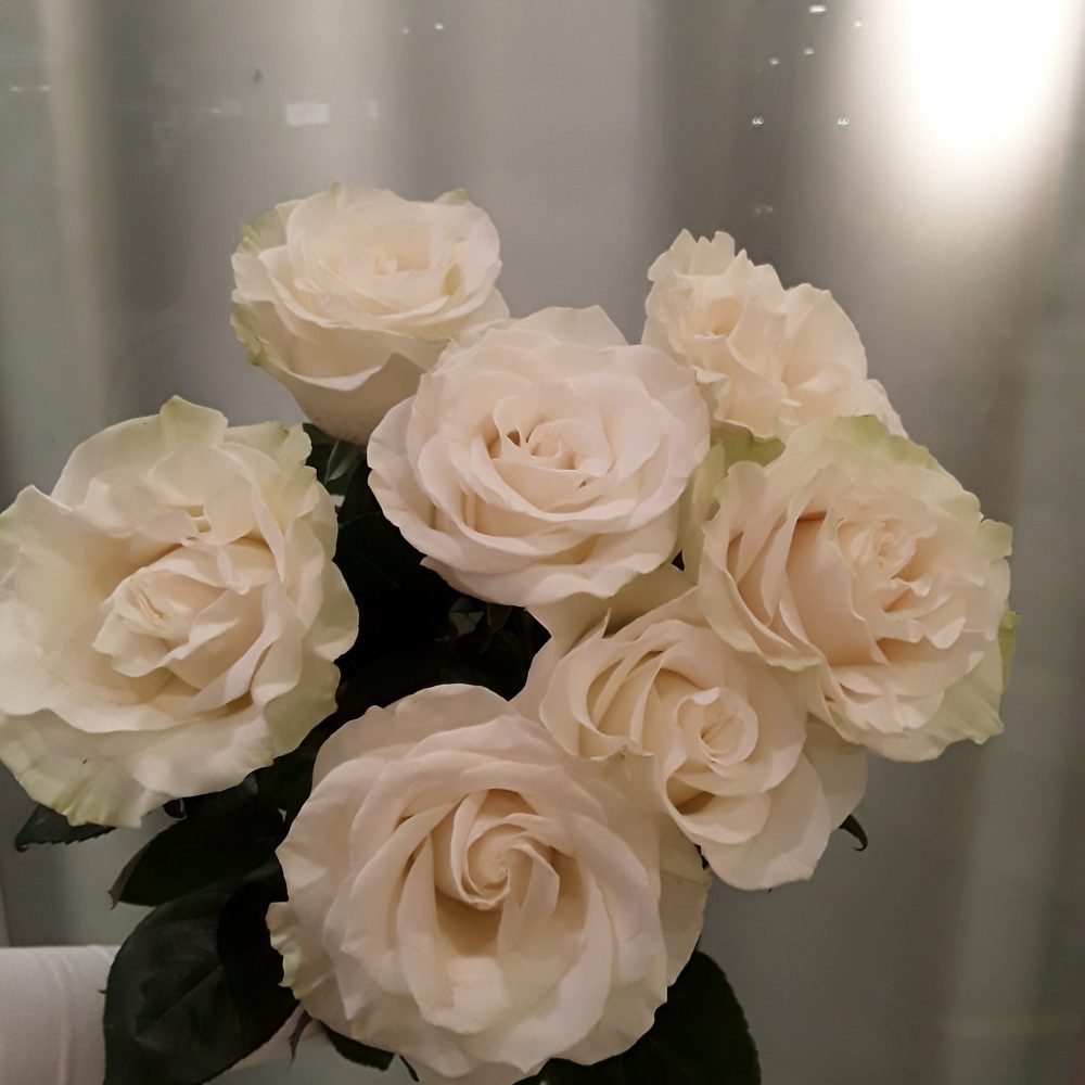 rose blanche gros bouton, par Tropix Hautepierre, fleuriste à Strasbourg