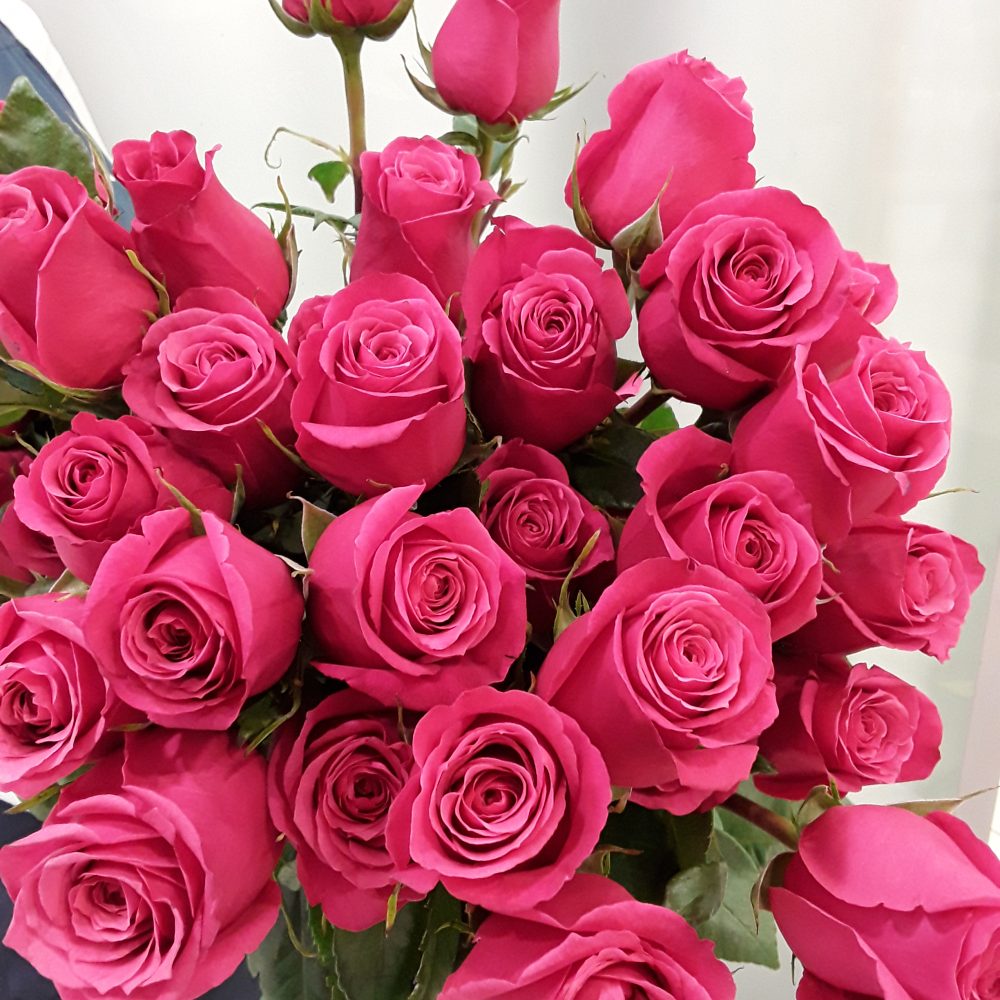 roses de couleur rose