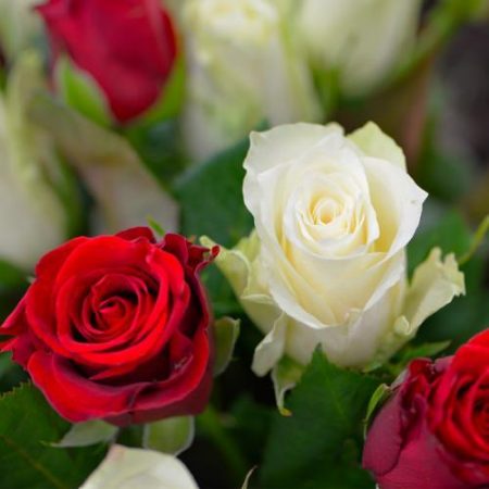 votre artisan fleuriste vous propose le bouquet : Roses Saint Valentin 70 Cm Portanova Supra et Avalanche Meijer