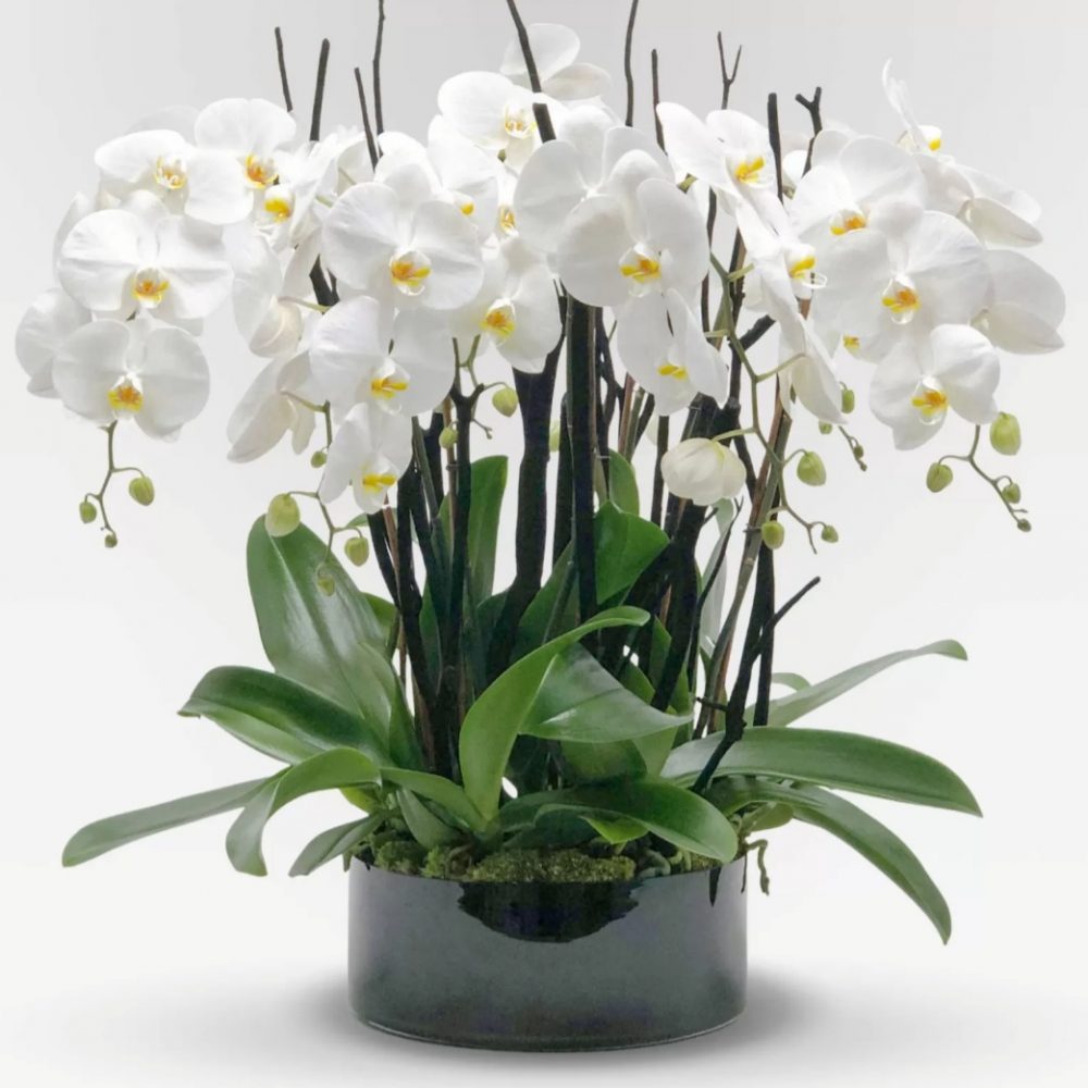 Orchidées Prestige