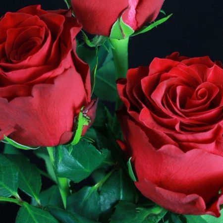 votre artisan fleuriste vous propose le bouquet : Rose Rouge