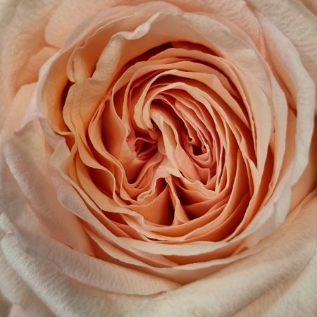 votre artisan fleuriste vous propose le bouquet : Rosa