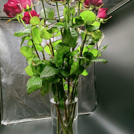 votre artisan fleuriste vous propose le bouquet : Rose rouge renne Naomi 80 CM
