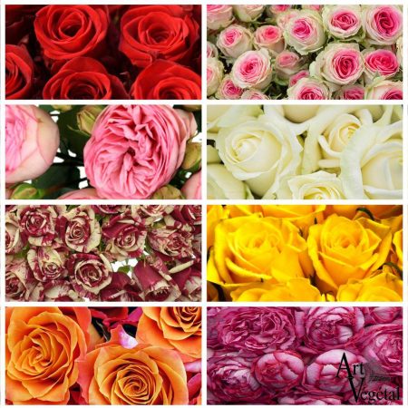 votre artisan fleuriste vous propose le bouquet : Bouquet De Rose À L'Unité (50cm)