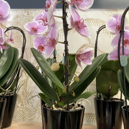 votre artisan fleuriste vous propose le bouquet : Les Orchidées de Florever Vernon