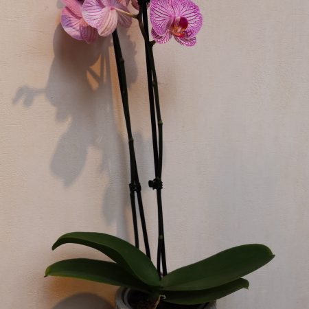 votre artisan fleuriste vous propose le bouquet : Orchidée