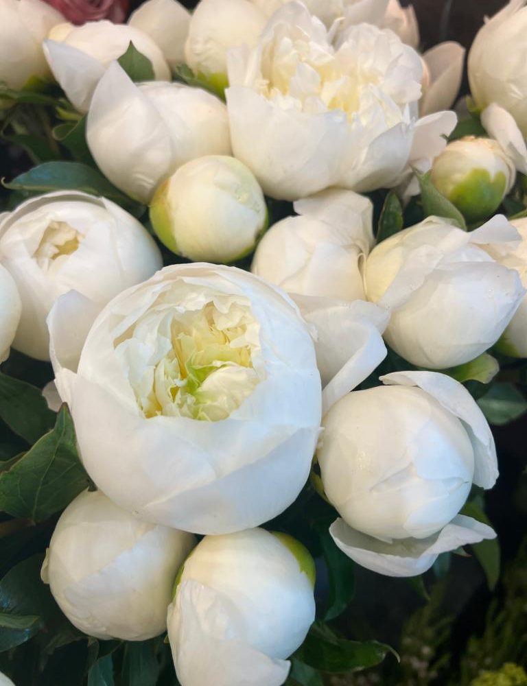 Pivoines - différents coloris disponibles, par La Rose d'Ispahan, fleuriste à Paris