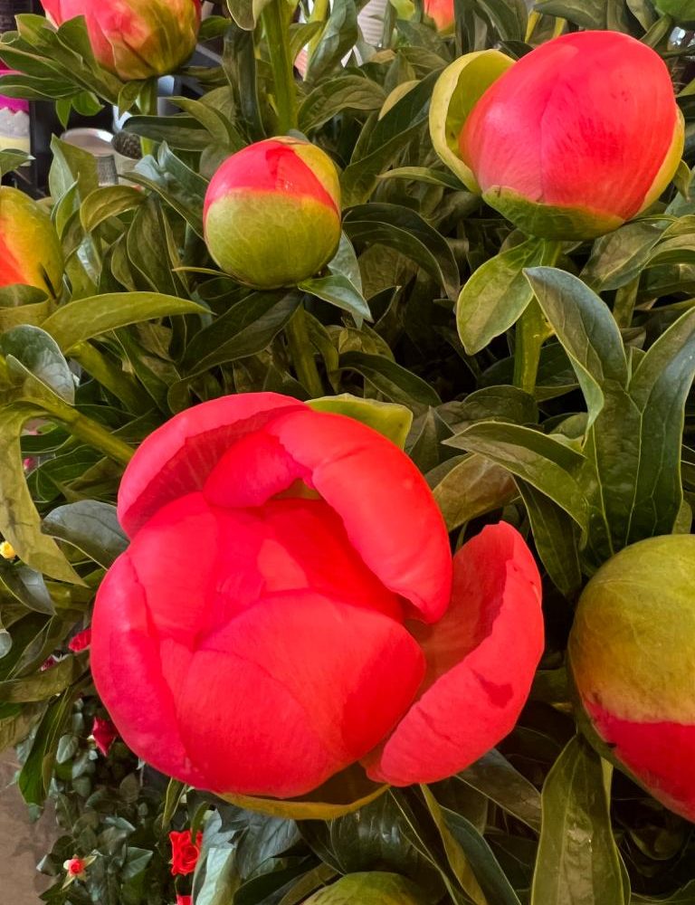 Pivoines - différents coloris disponibles, par La Rose d'Ispahan, fleuriste à Paris