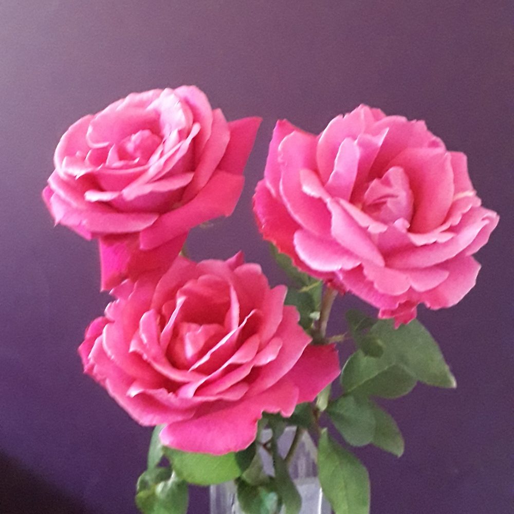Bouquet de Roses (à l'unité)